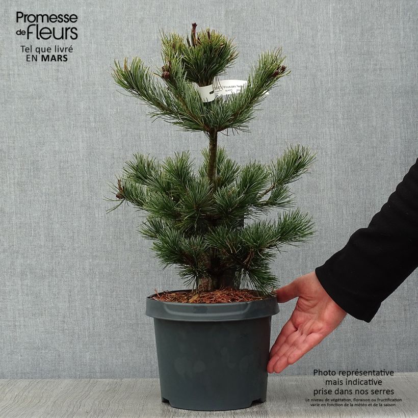 Pinus parviflora Negishi Vaso da 4L/5L esemplare consegnato in inverno