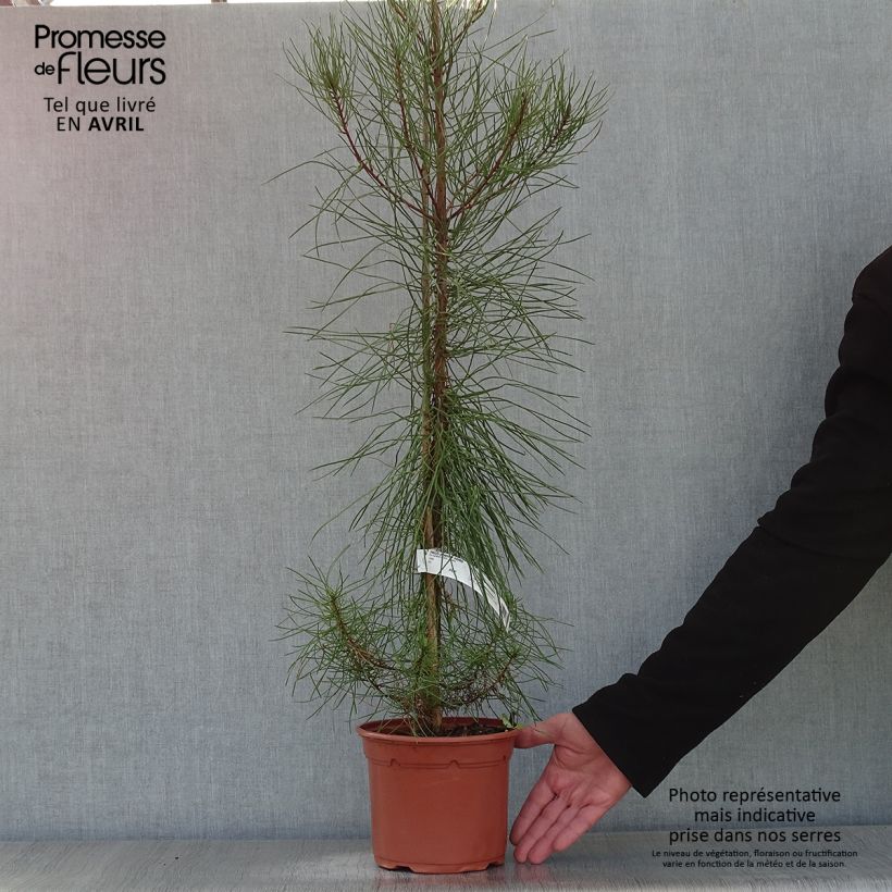 Pinus pinaster - Pino marittimo Vaso da 2L/3L esemplare consegnato in primavera