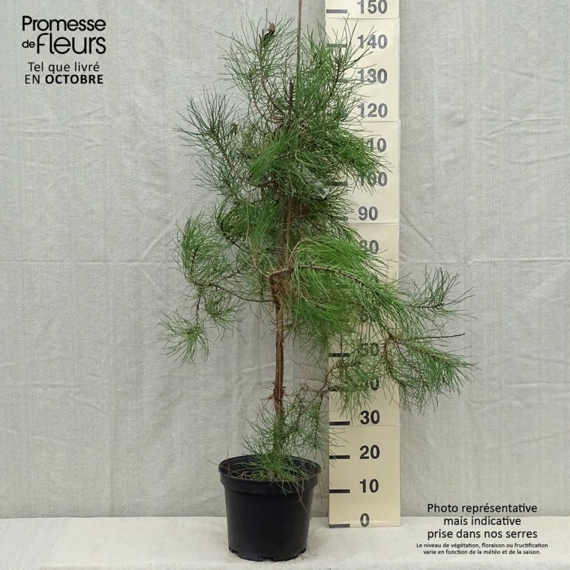 Esemplare di Pinus pinaster - Pino marittimo Vaso da 7,5L/10L come consegnato in autunno