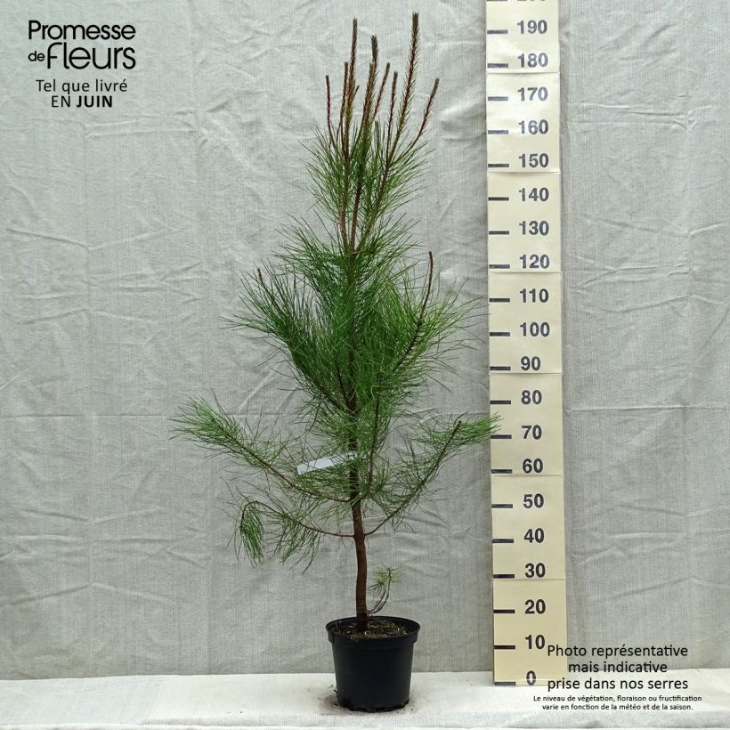 Pinus pinaster - Pino marittimo Vaso da 7,5L/10L esemplare consegnato in primavera