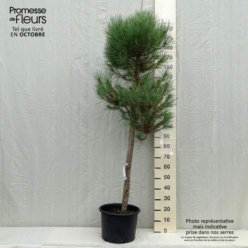 Esemplare di Pinus pinea - Pino domestico Vaso da 30L/35L come consegnato in autunno