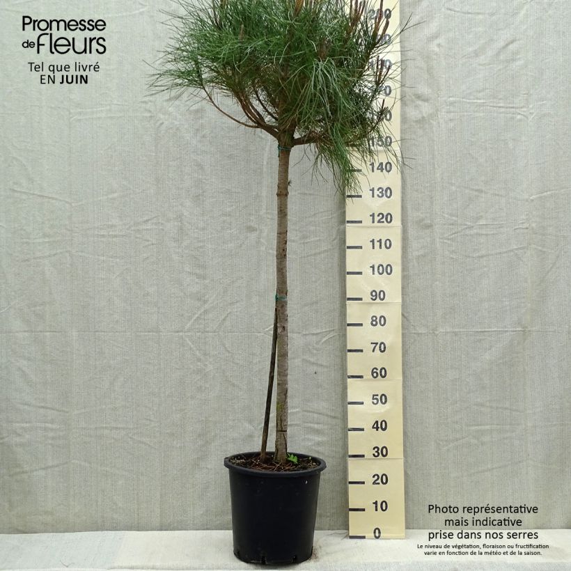 Pinus pinea - Pino domestico Vaso da 30L/35L, Vaso impalcato esemplare consegnato in primavera