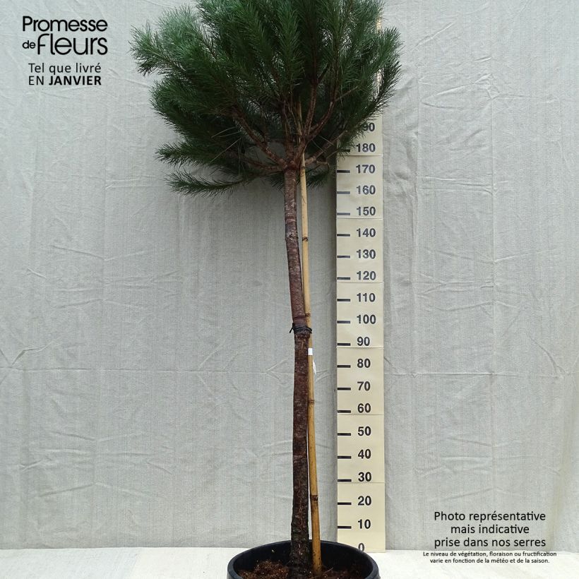 Pinus pinea - Pino domestico Vaso da 50L/55L esemplare consegnato in inverno