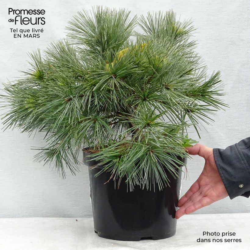 Pinus strobus Minima - Pino strobo Vaso da 7,5L/10L esemplare consegnato in primavera