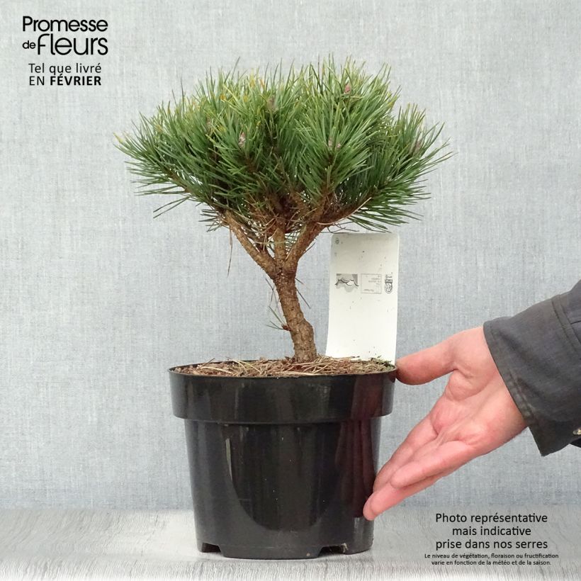 Pinus sylvestris Watereri - Pino silvestre Vaso da 2L/3L esemplare consegnato in inverno