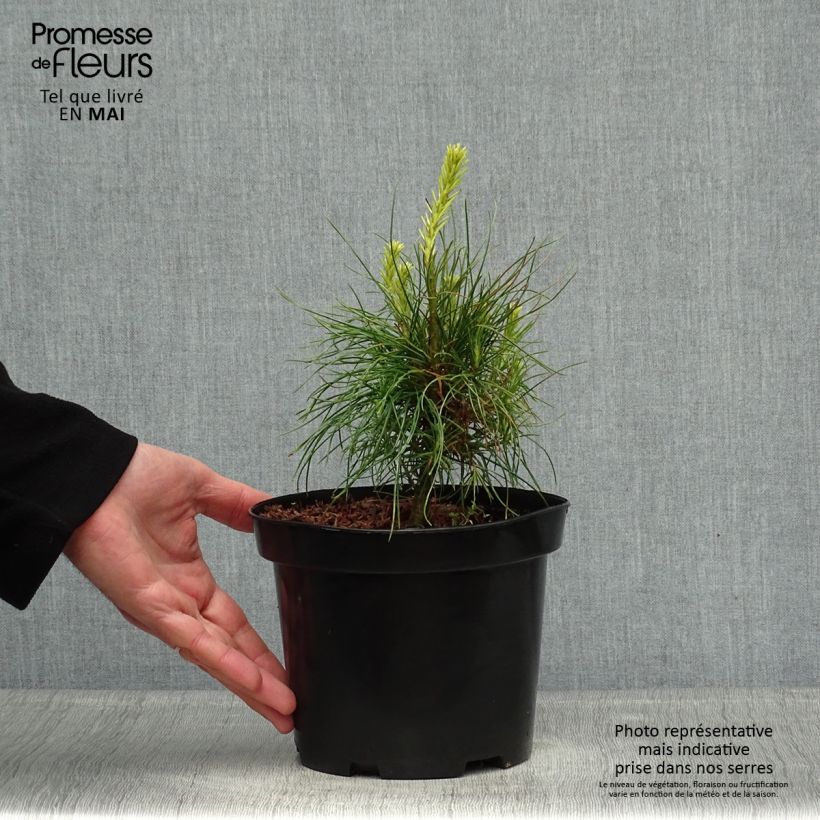 Pinus wallichiana Vaso da 3L/4L esemplare consegnato in primavera