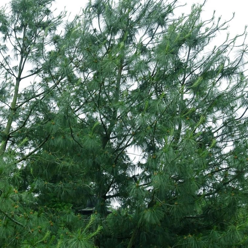Pinus wallichiana (Porto)