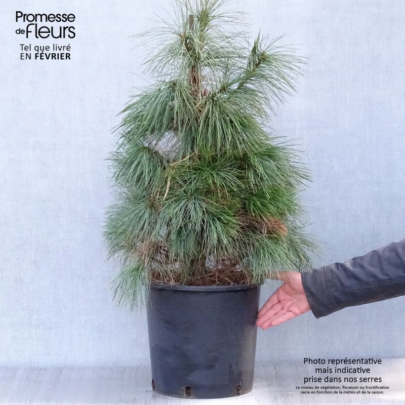 Pinus wallichiana Vaso da 18L/20L esemplare consegnato in inverno