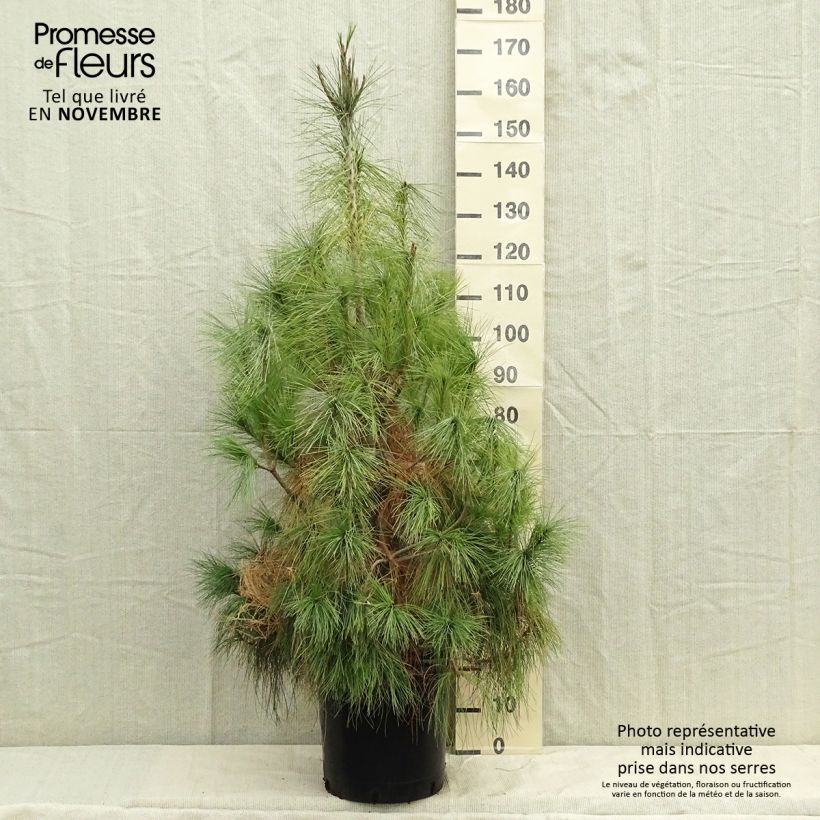 Esemplare di Pinus wallichiana Vaso da 18L/20L come consegnato in autunno