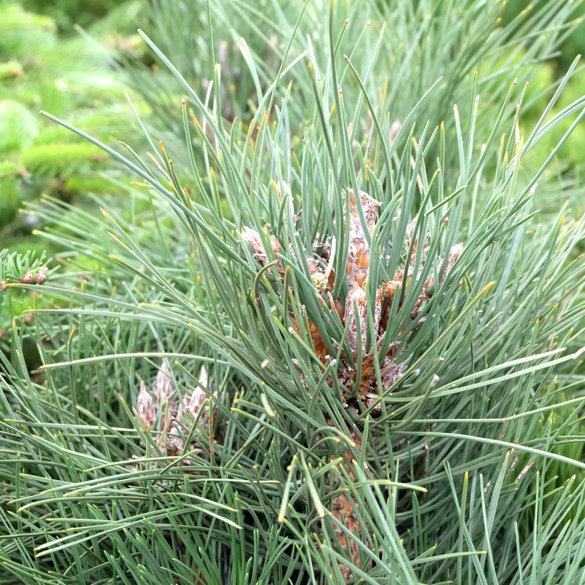 Pinus nigra Green Tower (Fogliame)