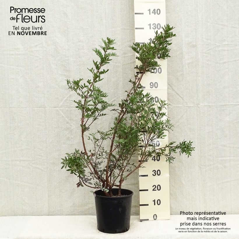 Esemplare di Pistacia lentiscus - Lentisco Vaso da 6L/7L come consegnato in autunno
