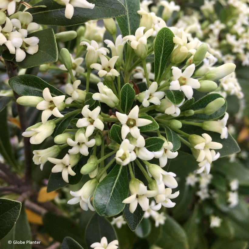 Pittosporum Green Mound (Fioritura)