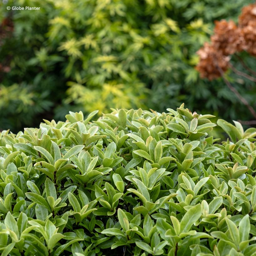 Pittosporum Orbitea (Fogliame)