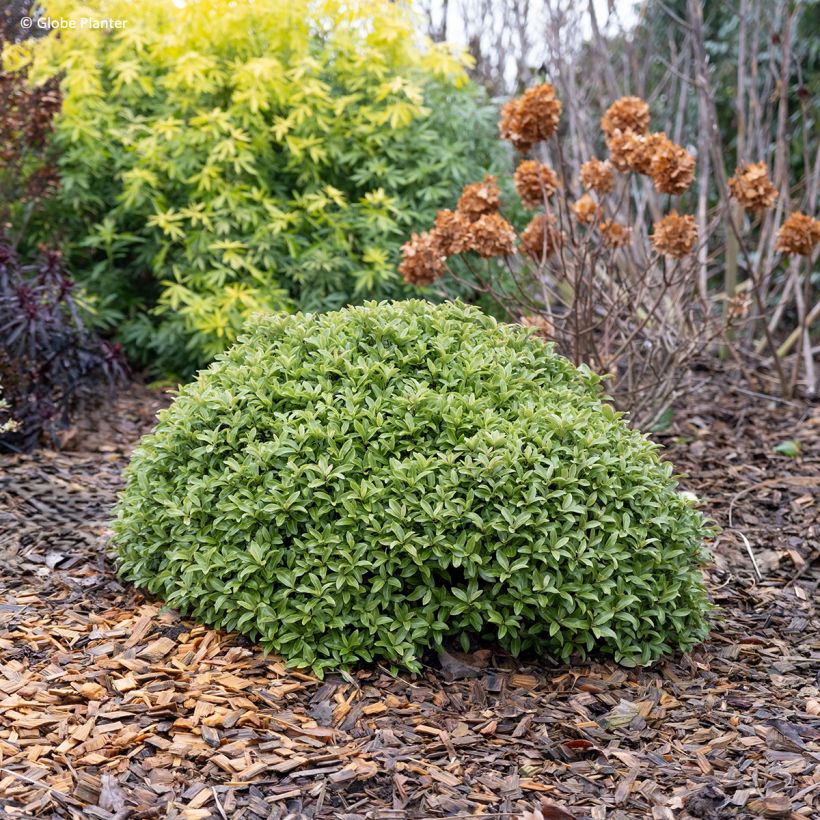 Pittosporum Orbitea (Porto)