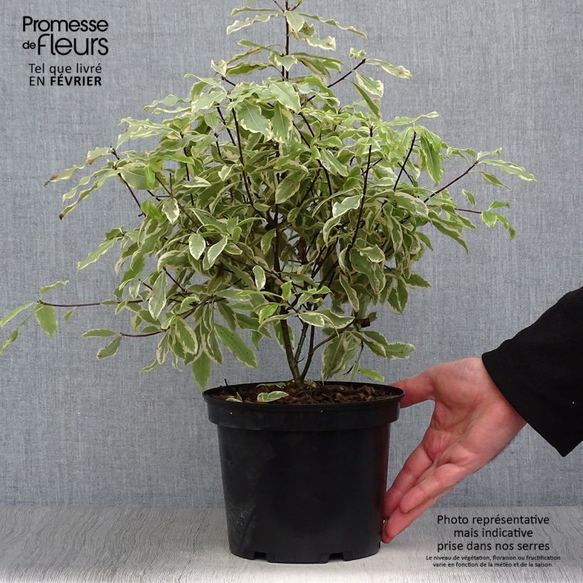 Pittosporum eugenoides Variegatum Vaso da 3L/4L esemplare consegnato in inverno