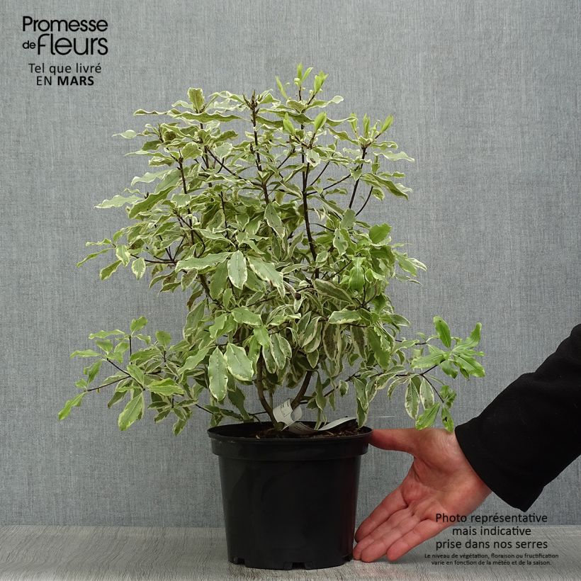 Pittosporum eugenoides Variegatum Vaso da 3L/4L esemplare consegnato in primavera