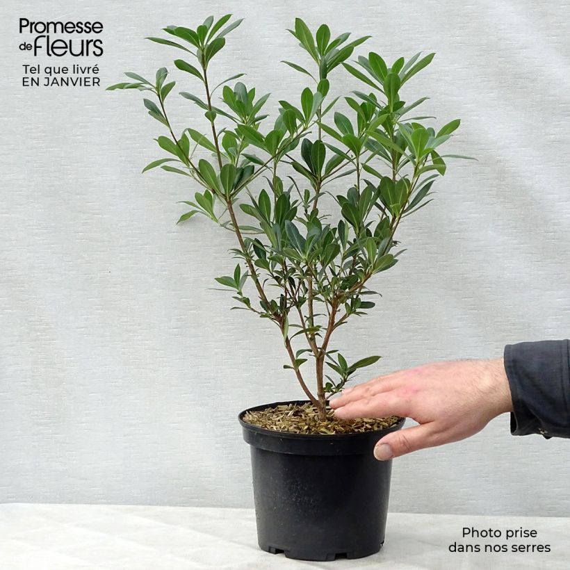 Pittosporum heterophyllum Vaso da 2L/3L esemplare consegnato in inverno