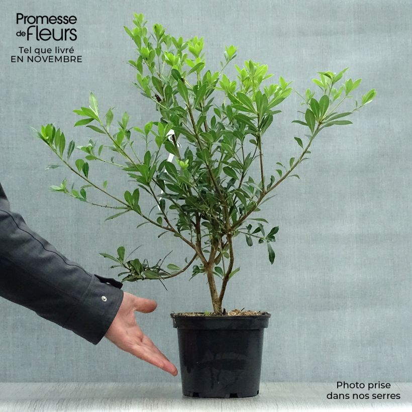 Esemplare di Pittosporum heterophyllum Vaso da 2L/3L come consegnato in autunno