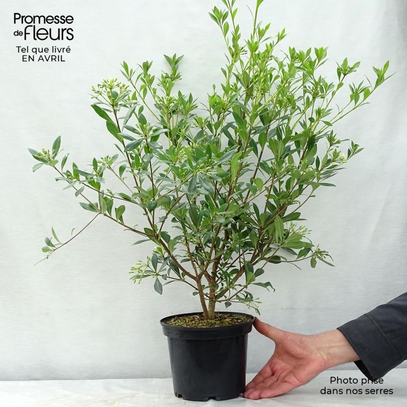 Pittosporum heterophyllum Vaso da 2L/3L esemplare consegnato in primavera