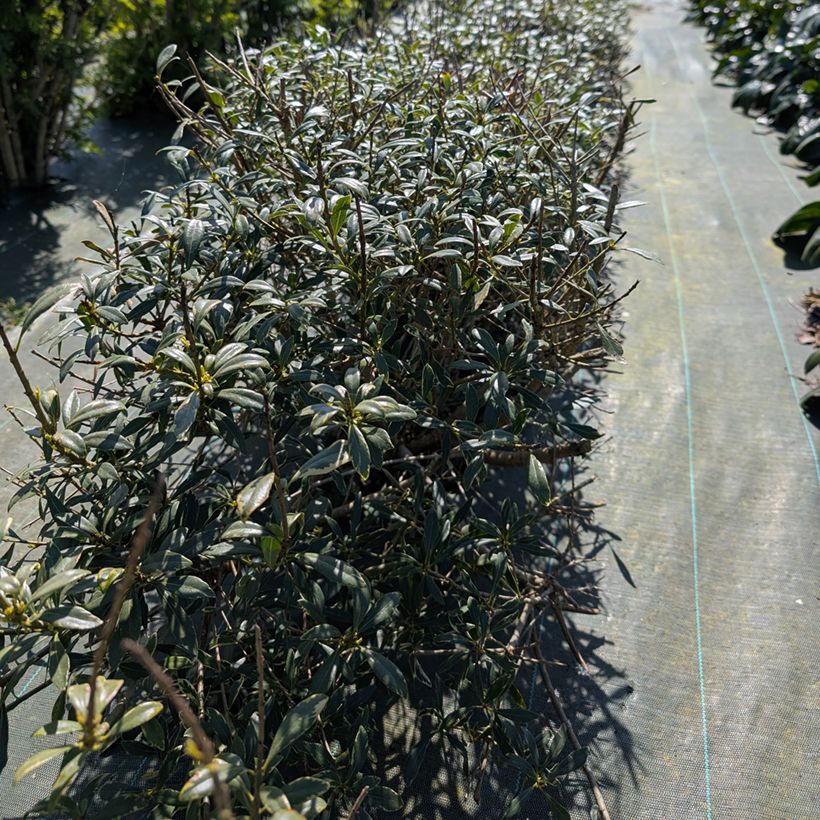 Pittosporum heterophyllum Quissac (Porto)