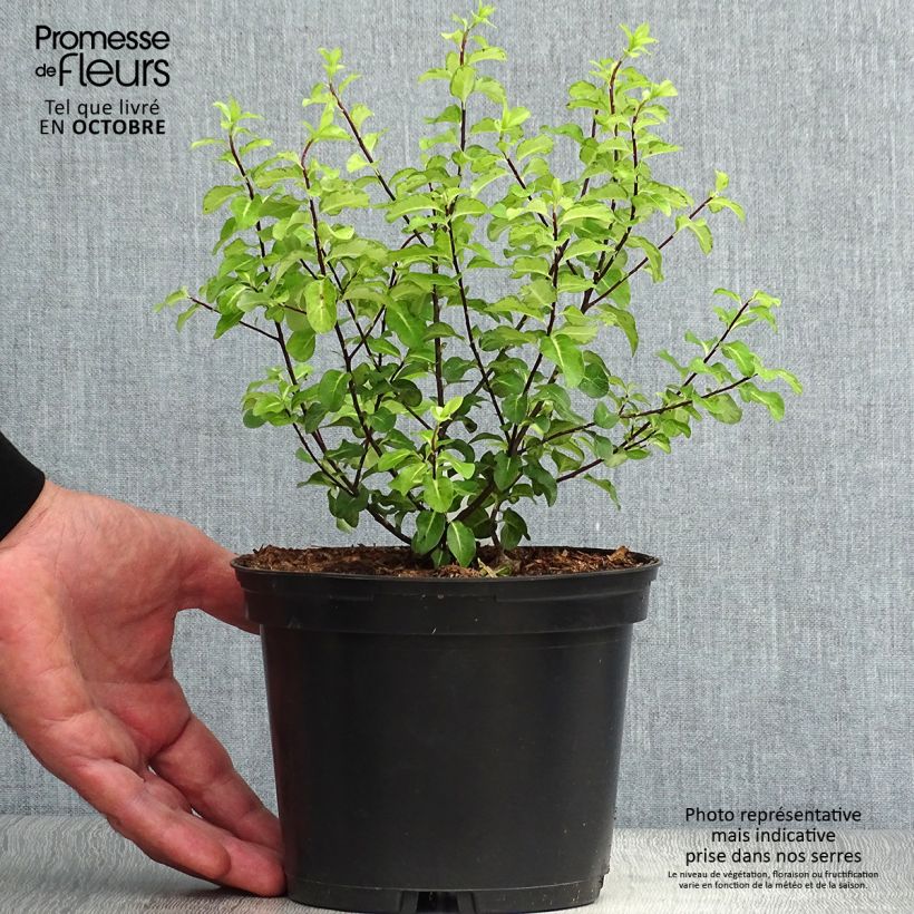 Esemplare di Pittosporum tenuifolium Abbotsbury Gold Vaso da 2L/3L come consegnato in autunno
