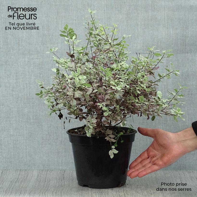 Esemplare di Pittosporum tenuifolium Bannow Bay Vaso da 3L/4L come consegnato in autunno