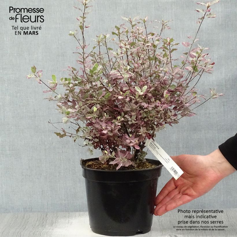 Pittosporum tenuifolium Bannow Bay Vaso da 3L/4L esemplare consegnato in primavera
