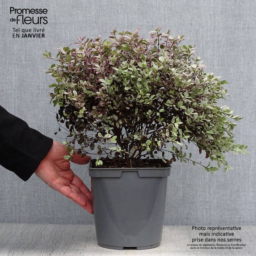 Pittosporum tenuifolium Bannow Bay Vaso da 3L/4L esemplare consegnato in inverno