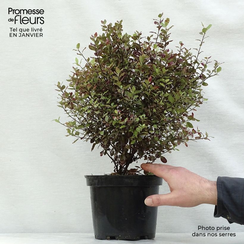 Pittosporum tenuifolium Emerald Dome Vaso da 2L/3L esemplare consegnato in inverno
