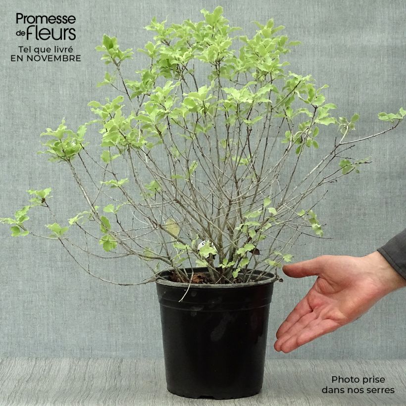 Esemplare di Pittosporum tenuifolium Emerald Dome Vaso da 2L/3L come consegnato in autunno