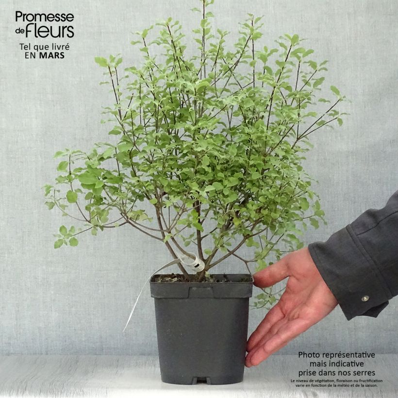 Pittosporum tenuifolium Emerald Dome Vaso da 2L/3L esemplare consegnato in primavera