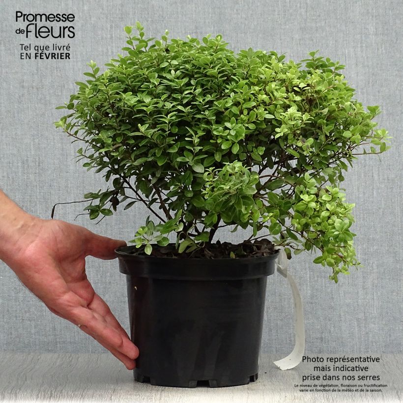 Esemplare di Pittosporum tenuifolium Golf ball Vaso da 2L/3L come consegnato in autunno