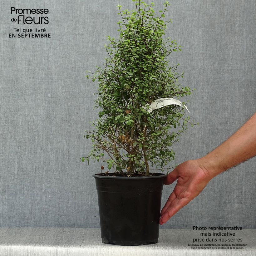Esemplare di Pittosporum tenuifolium Green elf Vaso da 4L/5L come consegnato in autunno