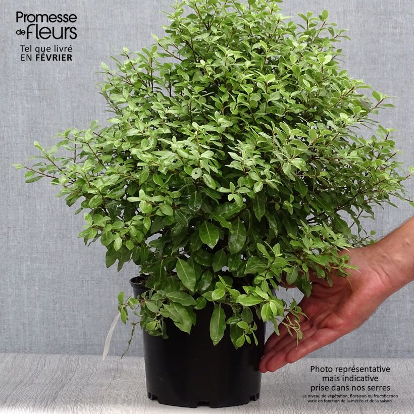 Esemplare di Pittosporum tenuifolium Midget Vaso da 2L/3L come consegnato in autunno