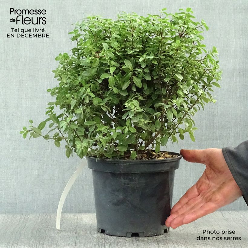 Pittosporum tenuifolium Midget Vaso da 2L/3L esemplare consegnato in inverno