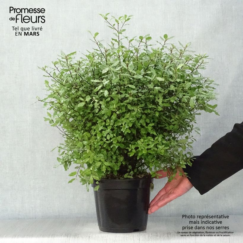 Pittosporum tenuifolium Midget Vaso da 2L/3L esemplare consegnato in primavera
