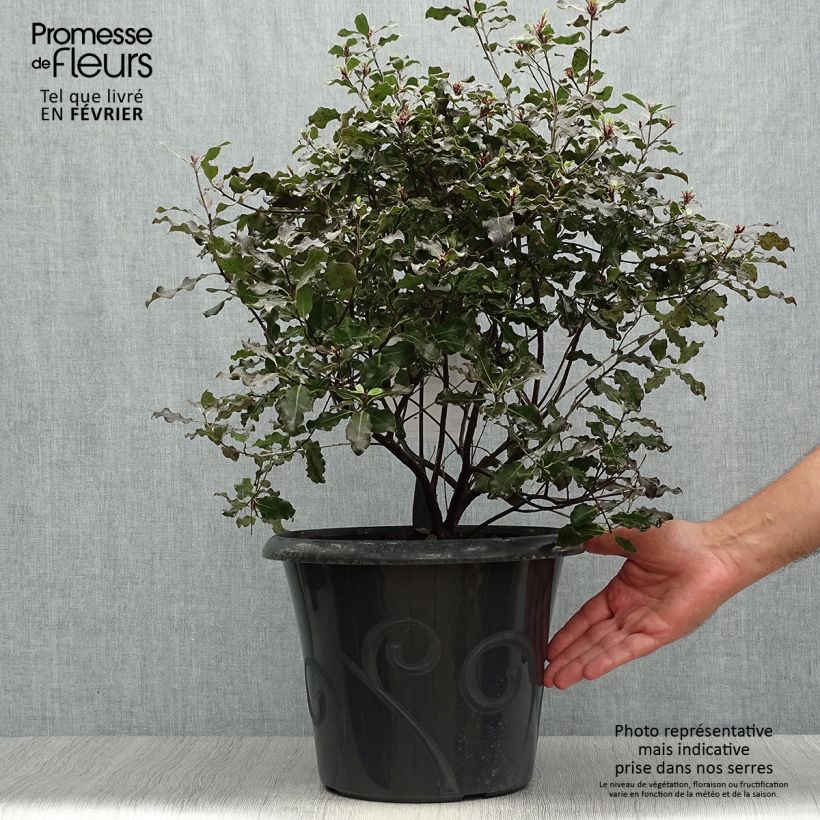 Esemplare di Pittosporum tenuifolium Purpureum Vaso da 7,5L/10L come consegnato in autunno