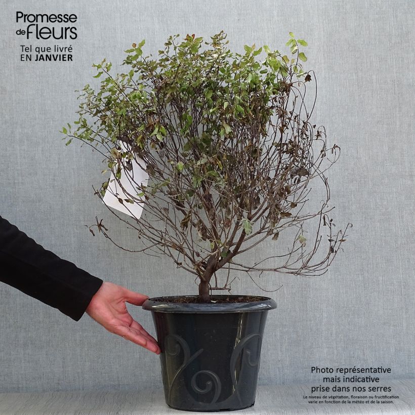 Pittosporum tenuifolium Purpureum Vaso da 7,5L/10L esemplare consegnato in inverno