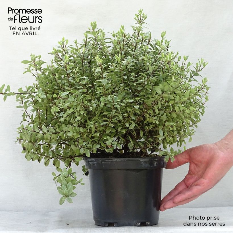 Pittosporum tenuifolium Silver Ball Vaso da 2L/3L esemplare consegnato in primavera