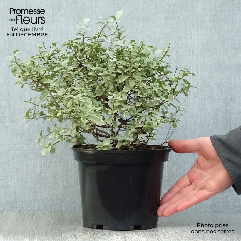 Pittosporum tenuifolium Silver Ball Vaso da 2L/3L esemplare consegnato in inverno