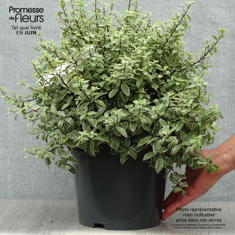 Esemplare di Pittosporum tenuifolium Silver Ball Vaso da 7,5L/10L, Palla consegnato in estate
