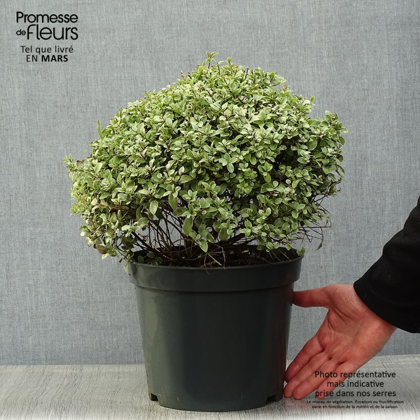 Pittosporum tenuifolium Silver Ball Vaso da 7,5L/10L, Palla esemplare consegnato in primavera