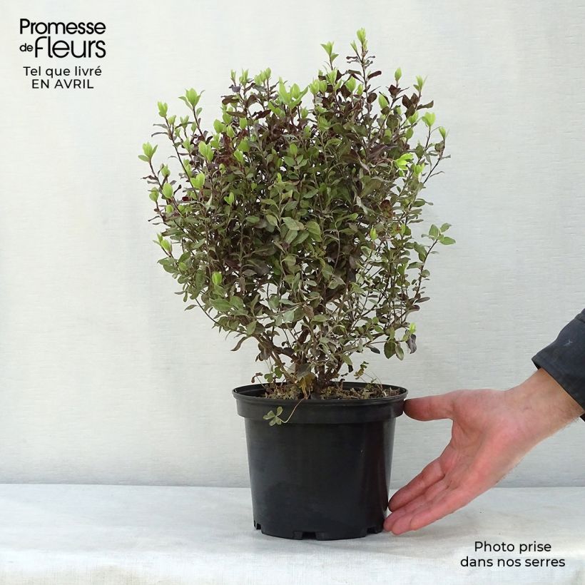 Pittosporum tenuifolium Tom Thumb Vaso da 2L/3L esemplare consegnato in primavera