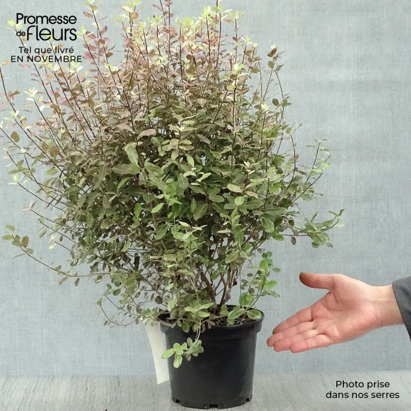 Esemplare di Pittosporum tenuifolium Tom Thumb Vaso da 2L/3L come consegnato in autunno