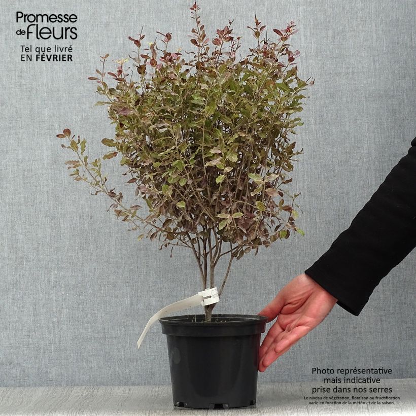 Pittosporum tenuifolium Tom Thumb Vaso da 2L/3L esemplare consegnato in inverno