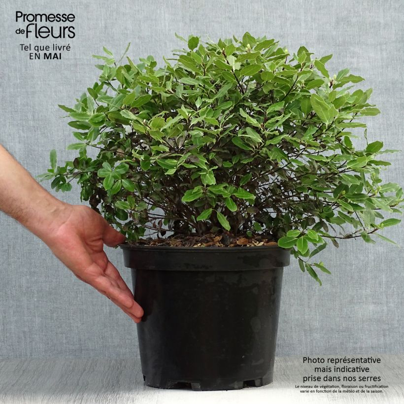 Pittosporum tenuifolium Tom Thumb Vaso da 6L/7L esemplare consegnato in primavera