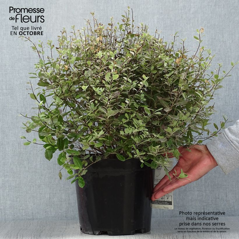 Esemplare di Pittosporum tenuifolium Tom Thumb Vaso da 6L/7L come consegnato in autunno