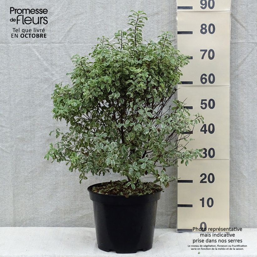 Esemplare di Pittosporum tenuifolium Variegatum Vaso da 7,5L/10L come consegnato in autunno