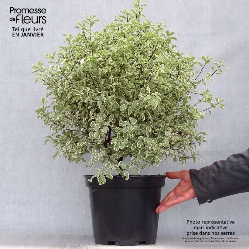 Pittosporum tenuifolium Variegatum Vaso da 7,5L/10L esemplare consegnato in inverno