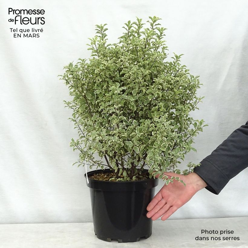 Pittosporum tenuifolium Variegatum Vaso da 7,5L/10L esemplare consegnato in primavera